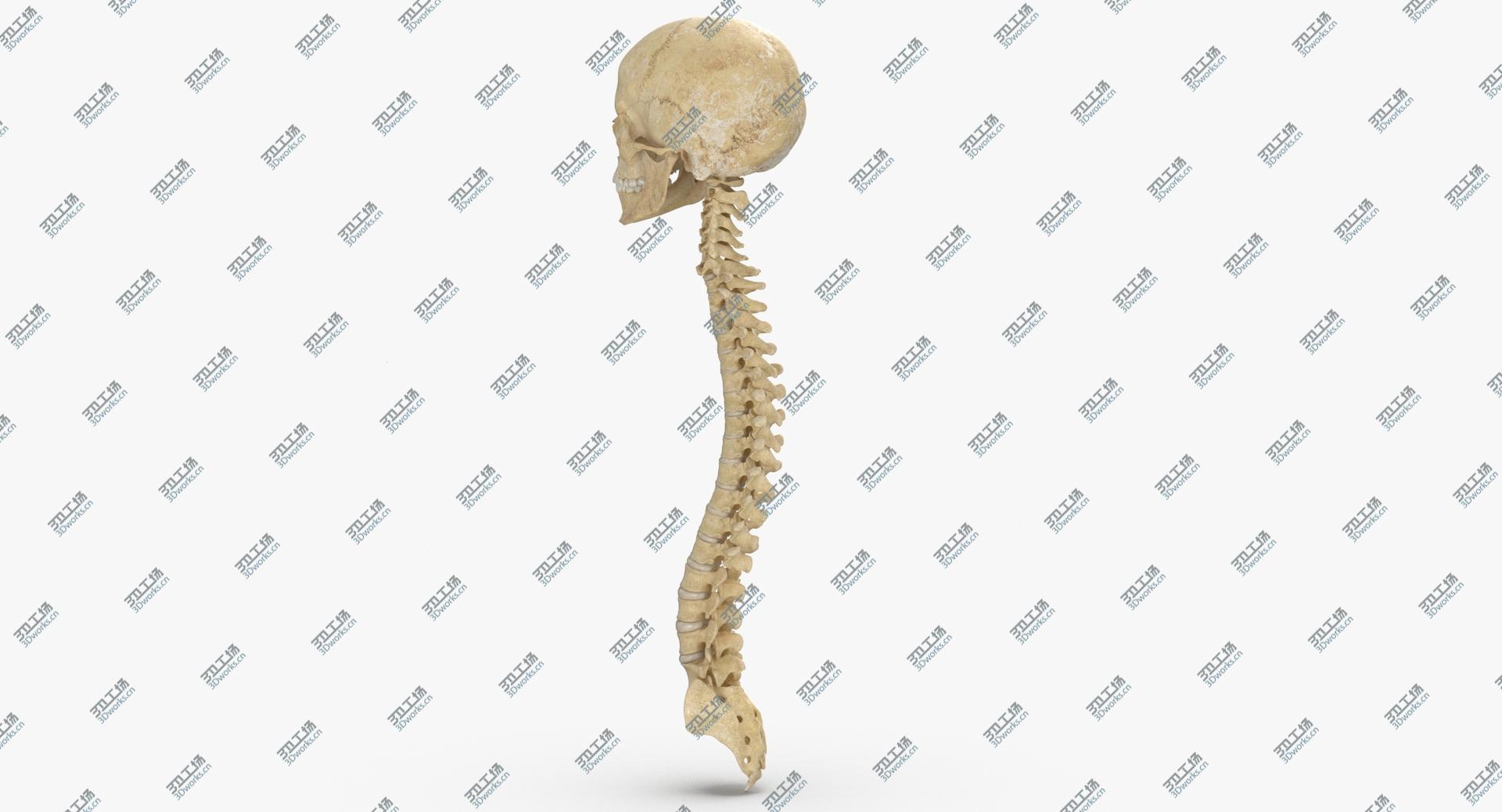 images/goods_img/202104091/Real Human Spine Bones Skull and Jaw Anatomy With Intervertibral Disks 01 3D model/5.jpg